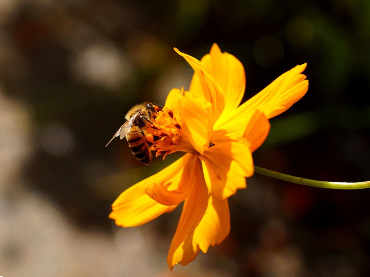 Comment se préparer aux allergies saisonnières ?