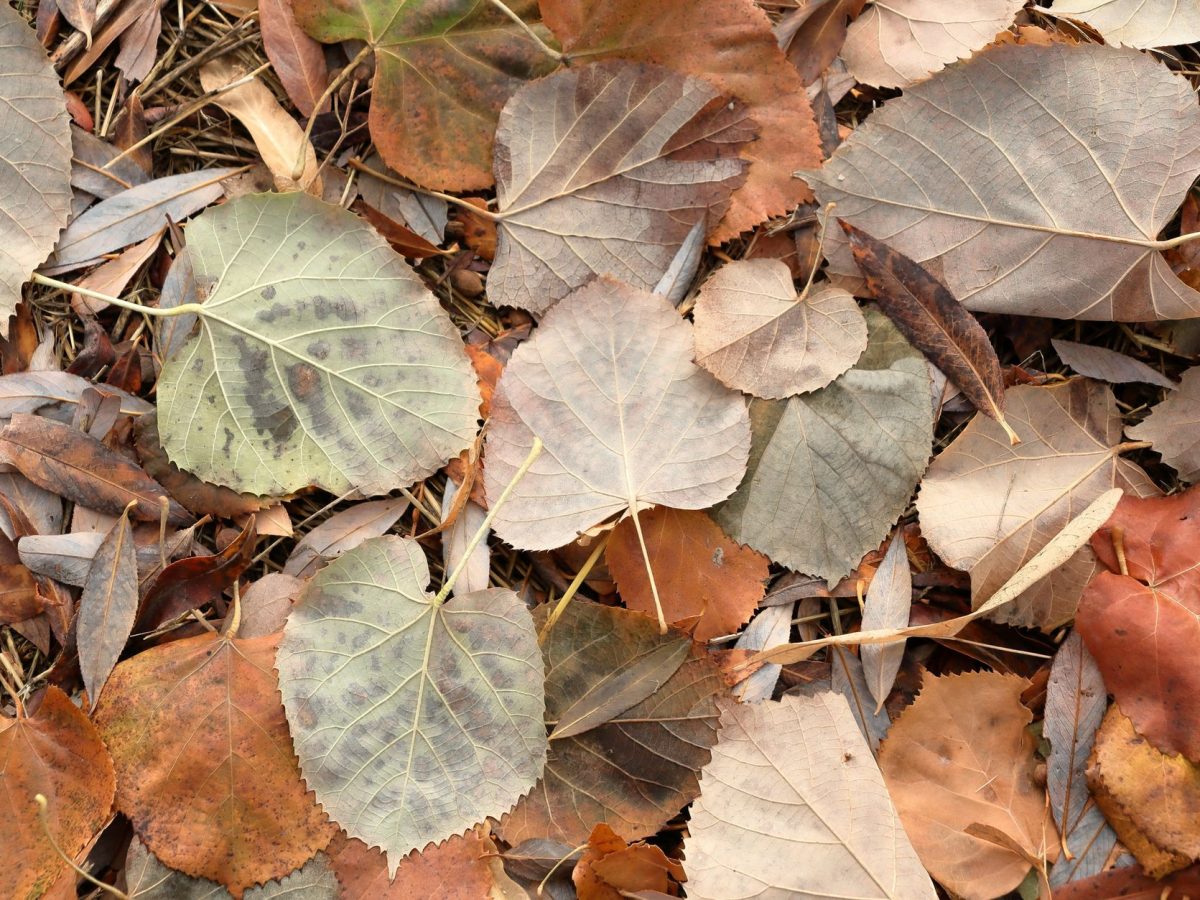 Conseils pratiques pour vivre l’automne sans allergies