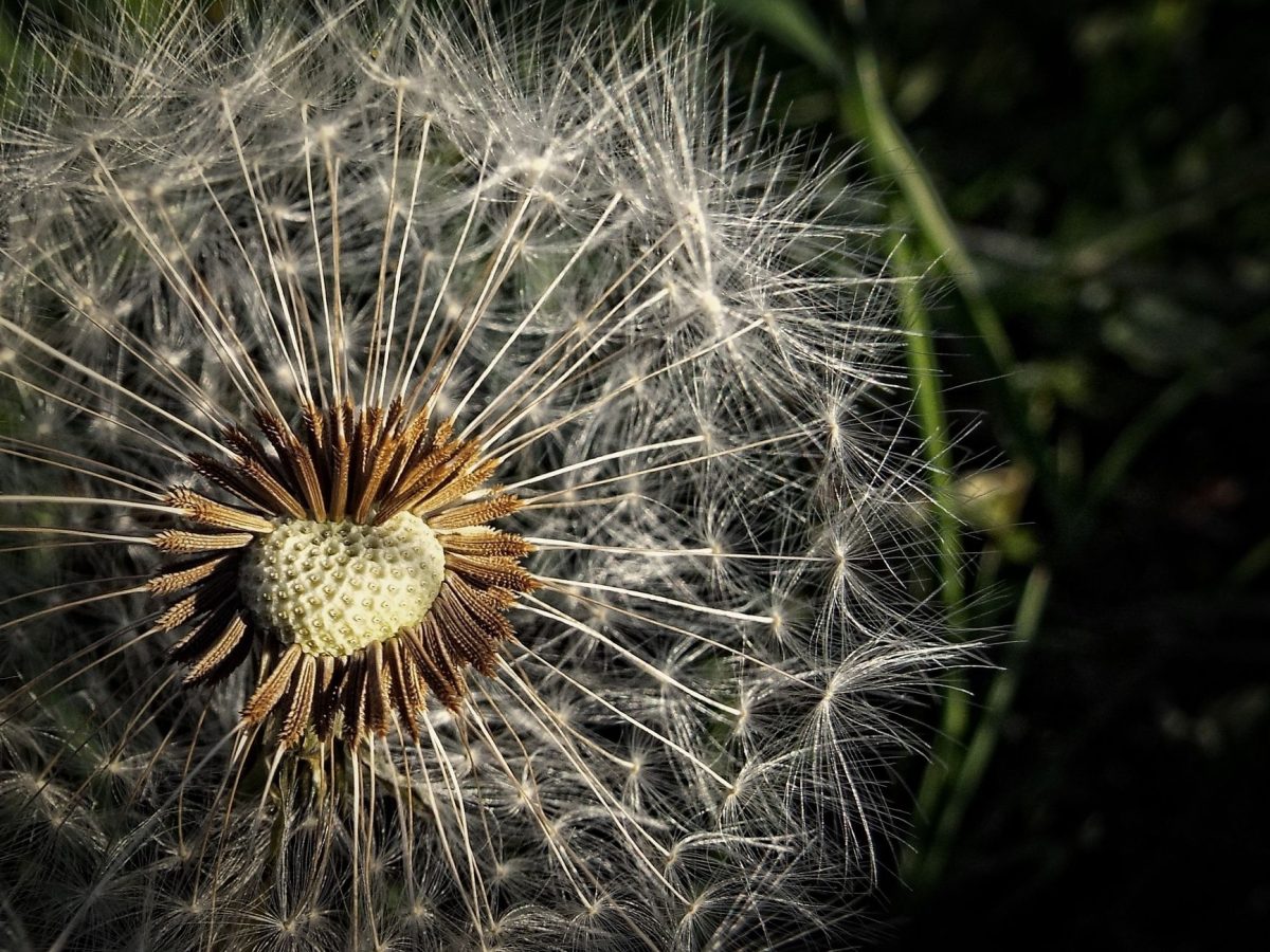 Préparation aux allergies saisonnières : conseils pratiques