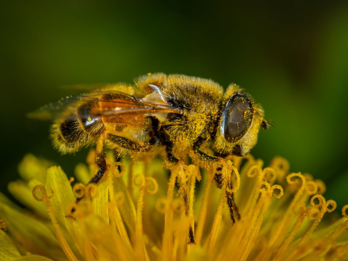 Comment réduire les risques d’allergies saisonnières ?